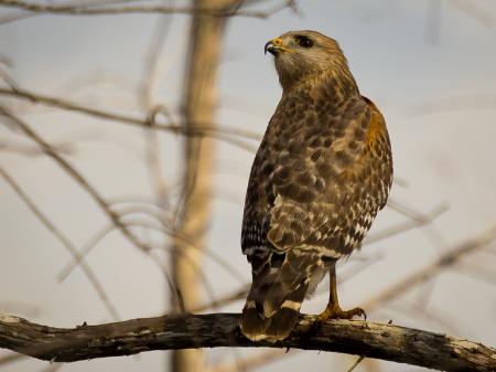 Hawk on the Branch