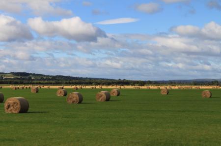 Hay Field