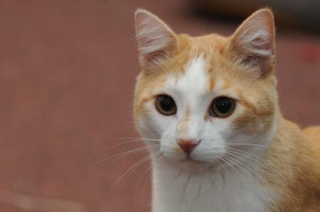 Headshot of orange cat with white face