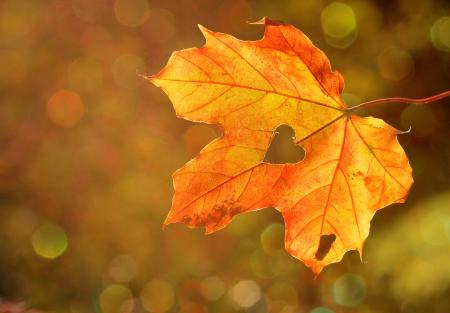 Heart in the Leaf