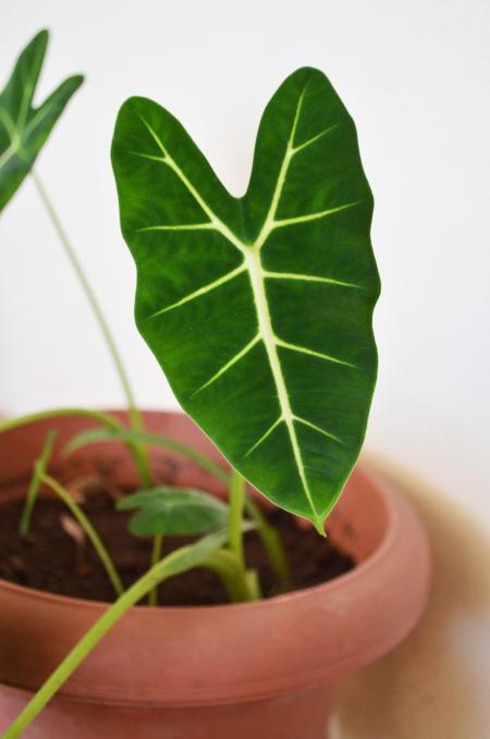 heart-shaped leaf