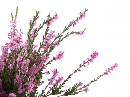 Heather Flower