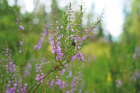 Heather in the Garden