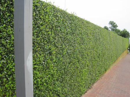 Hedge bush wall