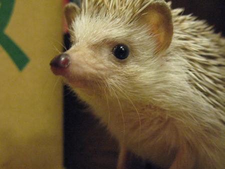 Hedgehog Closeup