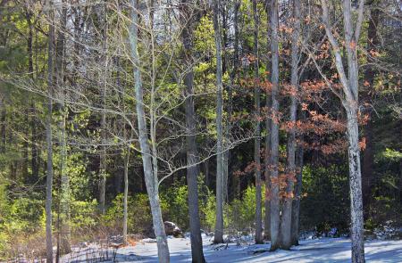 Hemlock–White Pine–Northern Hardwood Forest