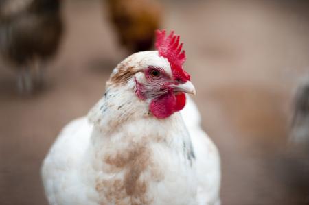 Hen Closeup