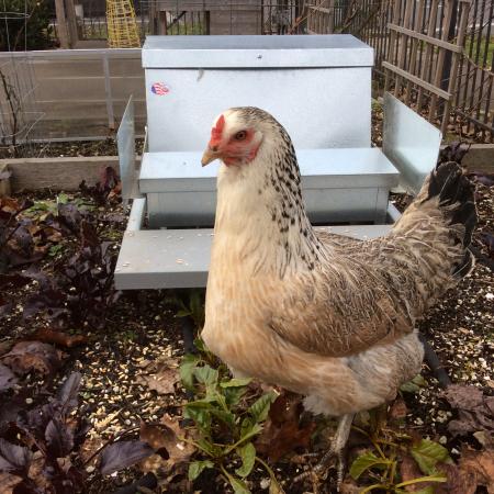 Hen Feeding itself