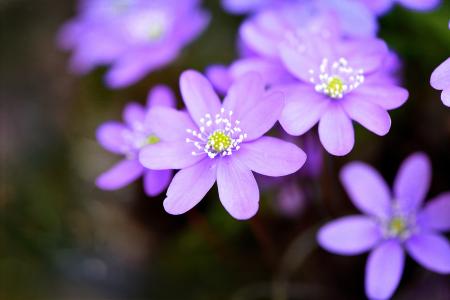 Hepatica