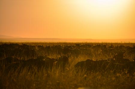 Herd of Buffalo during Sunset