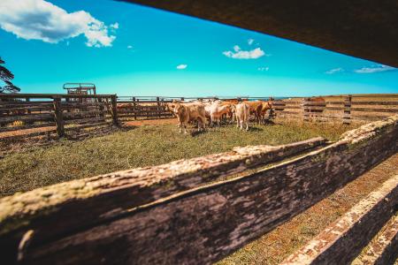 Herd Of Cows In Farm