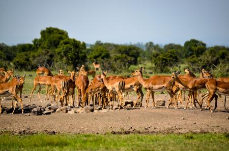 Herd of Deer