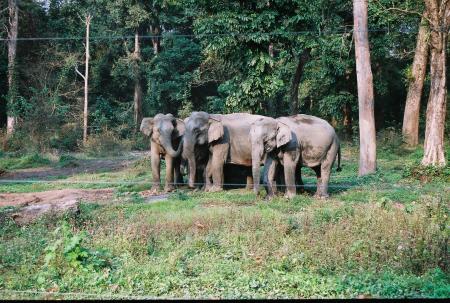 Herd of elephant in Buxa Tiger Reserved