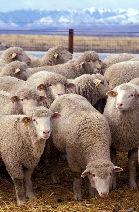 Herd of Sheep