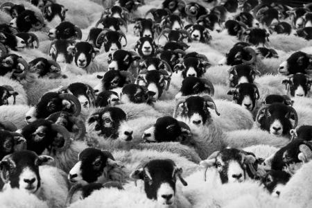 Herd of Sheep