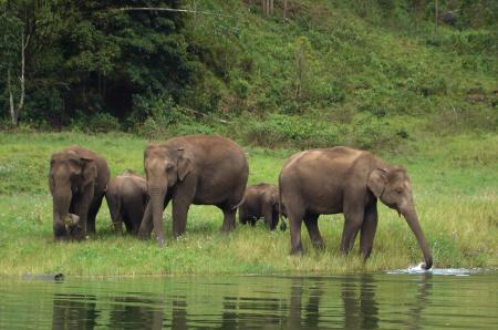 Herd of thirsty elephants