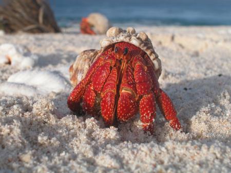 Hermit Crab