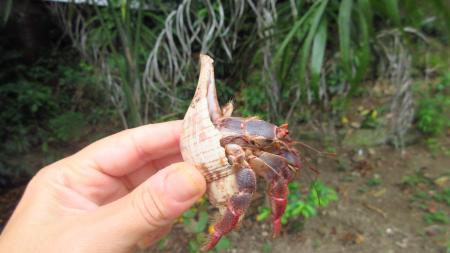 Wild Crab