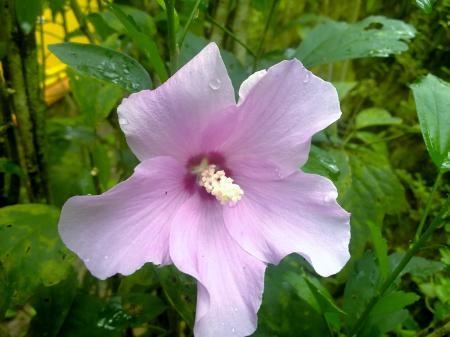 Hibiscus syriacus Front view