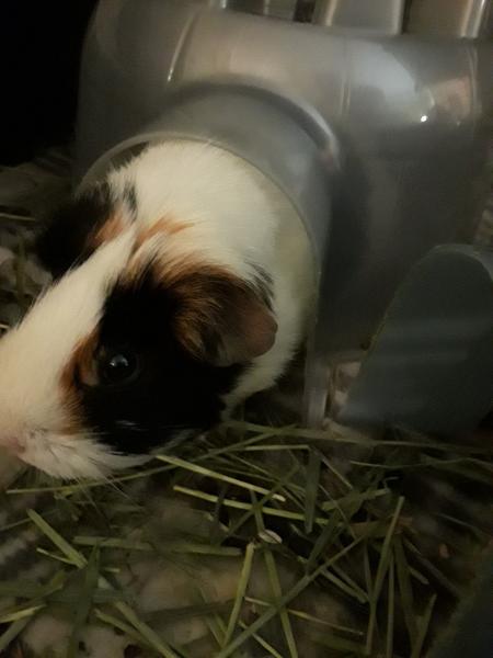 Hiding Guinea