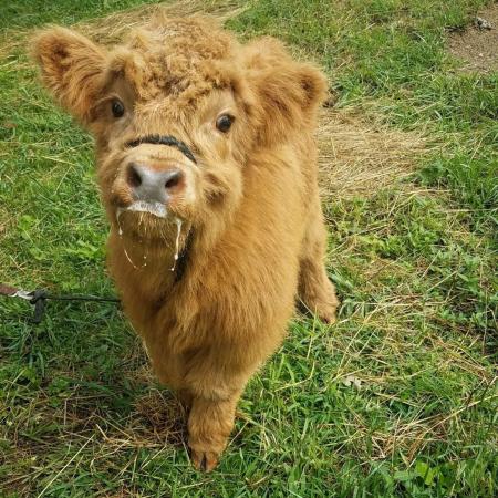 Highland Cow