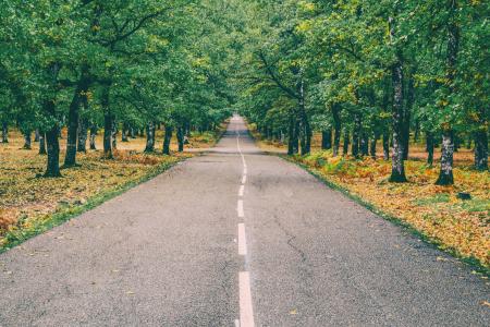 Highway in the Middle of Forest