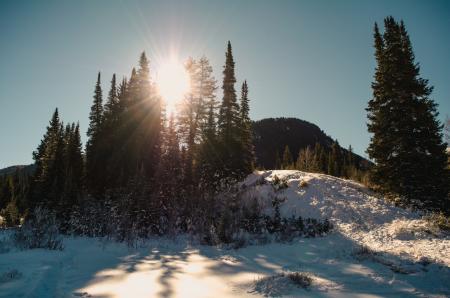 Hill Top With Snow and Trees