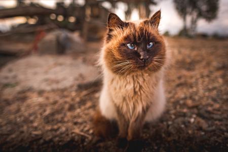 Himalayan Cat