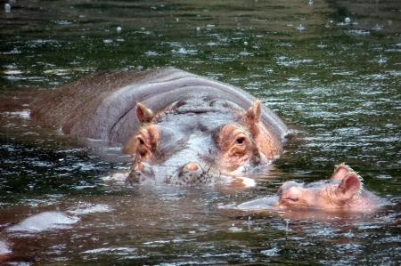 Hippo in the River