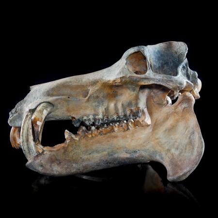 Hippo skull closeup