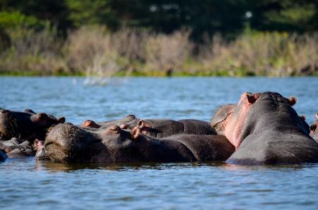 Hippopotamus in the Water