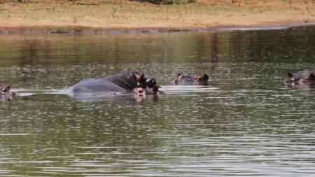 Hippos in Water