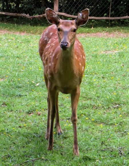 Hirsch in the Zoo