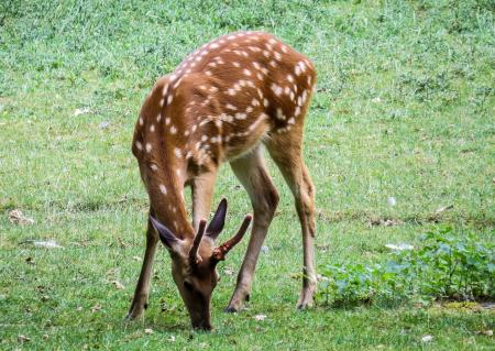 Hirsch in the Zoo