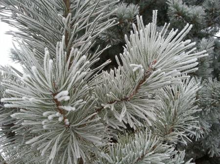 Hoarfrost on Pines