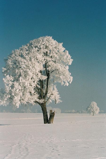 Hoarfrost on the Tree