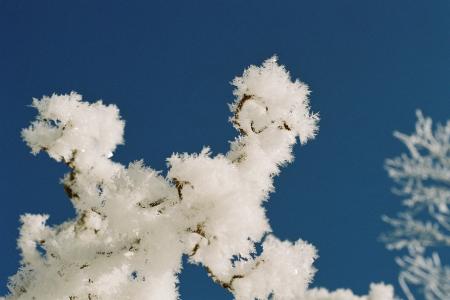 Hoarfrost on the Tree