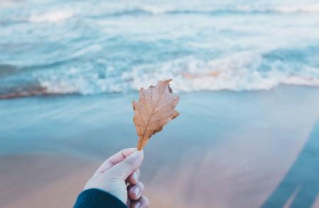 Holding a Fallen Leave