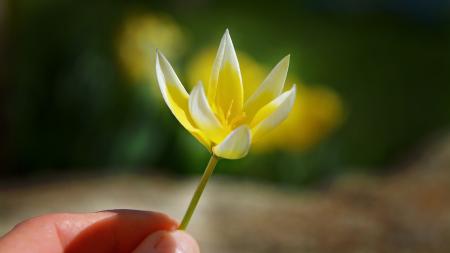 Holding a Flower