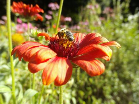 Honey Bee Pollinating