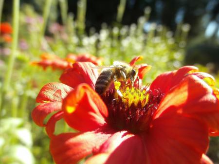 Honey Bee Pollinating