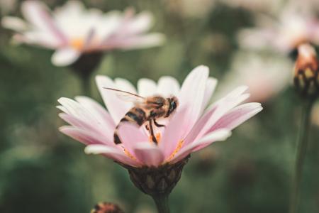 Honeybee on Pink Petaled Flower in Closeup Photo