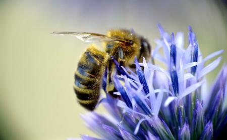 Honeybee on the Flower