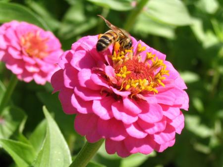 Honeybee Pollinating