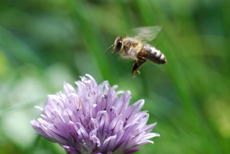 Honeybee Pollinating