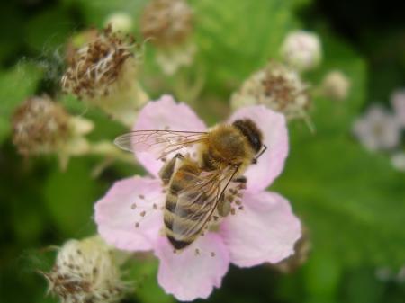 Honeybee Pollinating