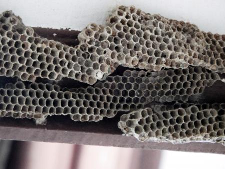 Honeycombe / Bees Nest