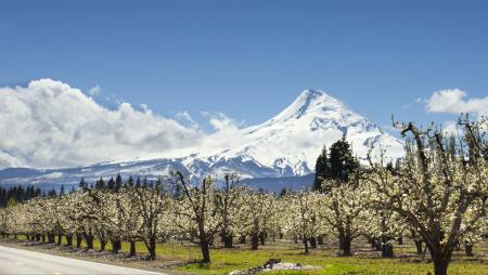 Hood River Orchards, Oregon