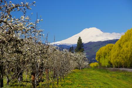 Hood River, Oregon, Orchard