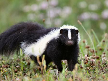 Wild Skunk